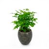 Smart Self-watering Round Planter