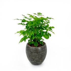Smart Self-watering Round Planter
