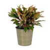 13.4" Self watering Wicker Decor Planter