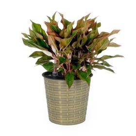 13.4" Self watering Wicker Decor Planter
