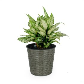 10.2" Self-watering Wicker Decor Planter for Indoor and Outdoor - Round - Grey - as Pic