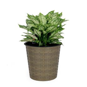 10.2" Self watering Wicker Decor Planter