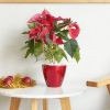 2-Pack Smart Self-watering Planter Pot