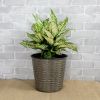 10.2" Self-watering Wicker Decor Planter for Indoor and Outdoor - Round - Grey - as Pic