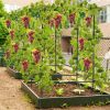 A Frame Garden Cucumber Trellis
