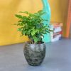 Smart Self-watering Round Planter
