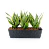 2-Pack Smart Self watering Rectangle Planter